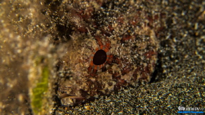 Scorpion Lionfish
Canon Powershot S100 
Fisheye Fix S10... by Irwin Ang 